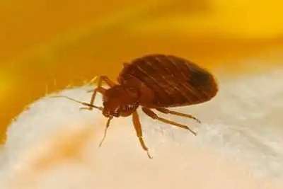 Bed Bugs Pest Control Services