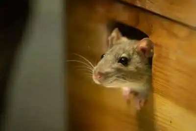 Rodent Pest Control Services