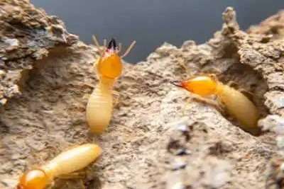 Termite Pest Control Services