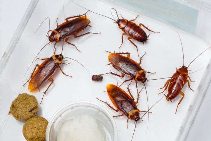 Cockroach Pest Control Services