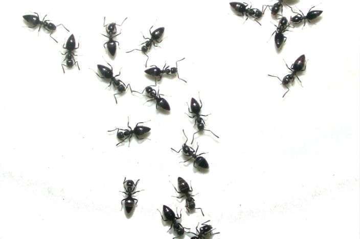 Ants Pest Control Services