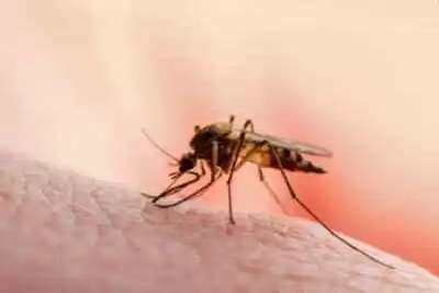 Mosquito Pest Control Services