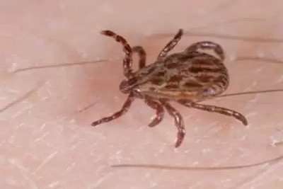 Ticks Pest Control Services